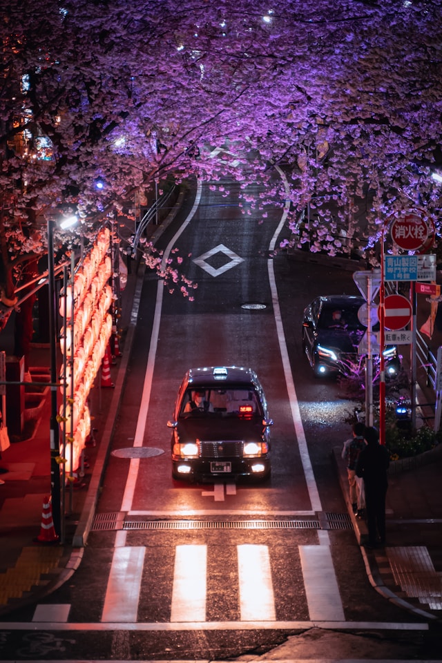Sakura